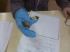 projeto-cogumelos-5